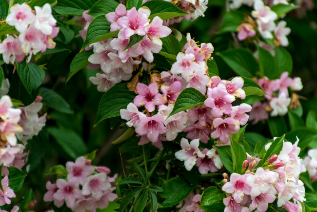 Обои картинки фото цветы, цветущие деревья ,  кустарники, цветок