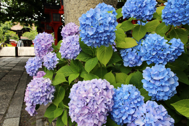 Обои картинки фото цветы, гортензия, цветение, куст