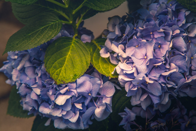 Обои картинки фото цветы, гортензия, макро, соцветия