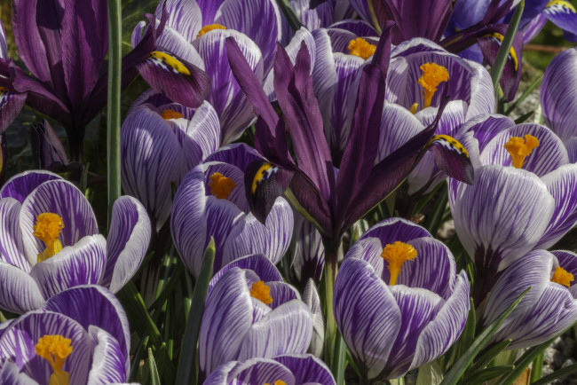 Обои картинки фото цветы, крокусы, цветок