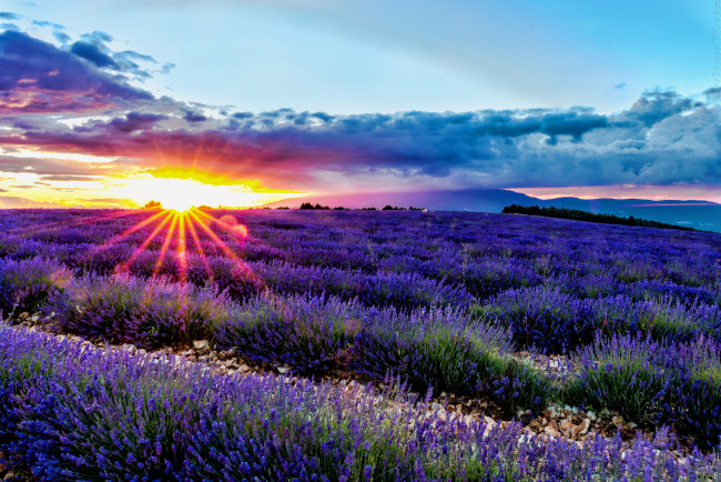 Обои картинки фото цветы, лаванда, много, банты, букеты, пучки