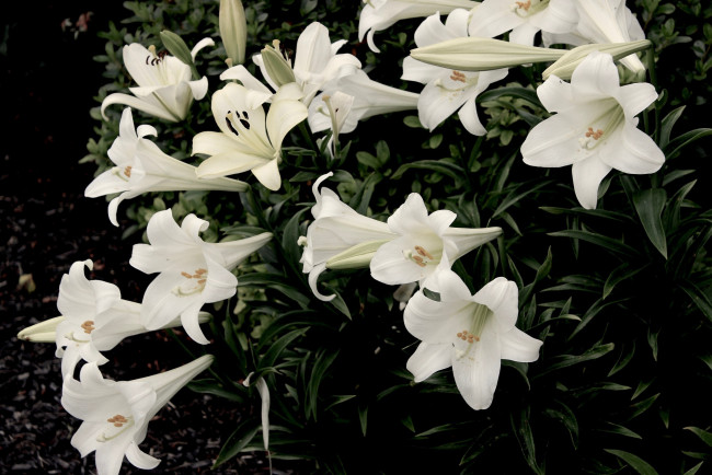 Обои картинки фото цветы, лилии,  лилейники, цветение, лепестки, lily, bloom, petals