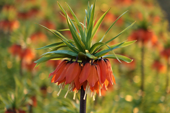 Обои картинки фото цветы, лилии,  лилейники, цветение, лилейник, цвет