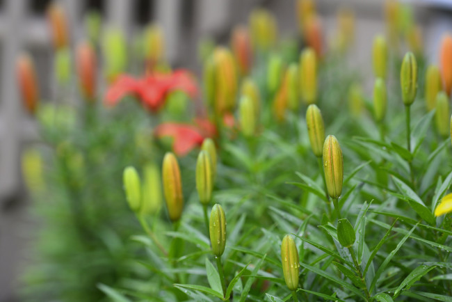 Обои картинки фото цветы, лилии,  лилейники, petals, лепестки, цветение, bloom, lily