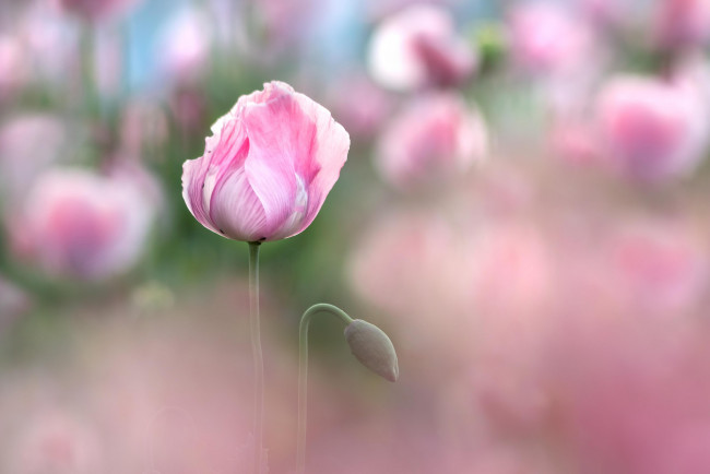 Обои картинки фото цветы, маки, мак, цветение