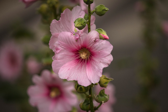 Обои картинки фото цветы, мальвы, мальва, цветение, цвет