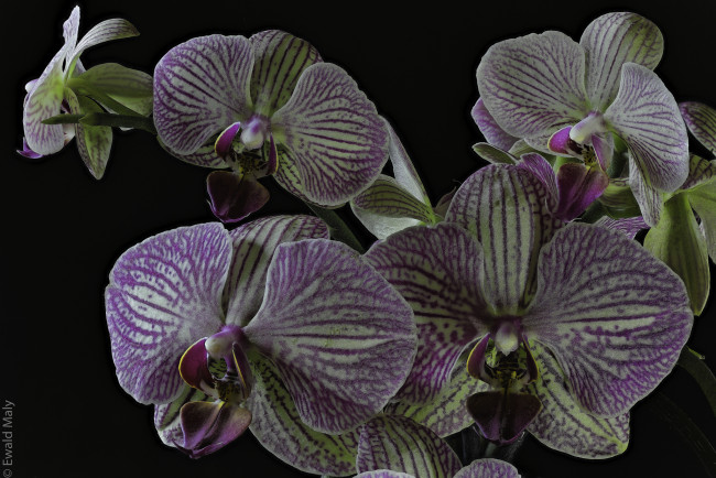 Обои картинки фото цветы, орхидеи, цветение, лепестки, цветки, орхидея