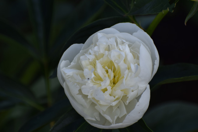 Обои картинки фото цветы, пионы, цветок, белый