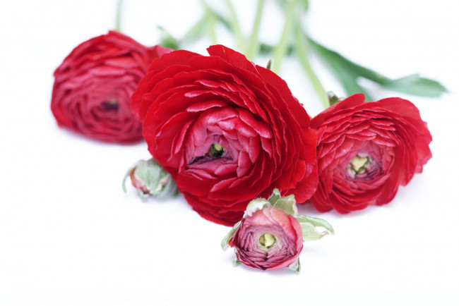 Обои картинки фото цветы, ранункулюс , азиатский лютик, ранункулюс, азиатский, лютик, букет, бутоны, ранункулюсы