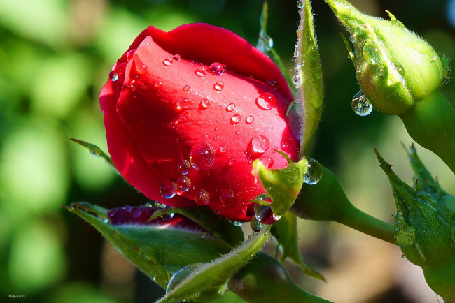 Обои картинки фото цветы, розы, бутон, алый, капли