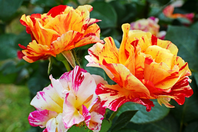 Обои картинки фото цветы, розы, цветок