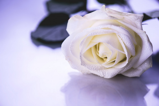 Обои картинки фото цветы, розы, petals, leaves, листья, бутон, лепестки, роза, blossoms, bud, rose, цветение