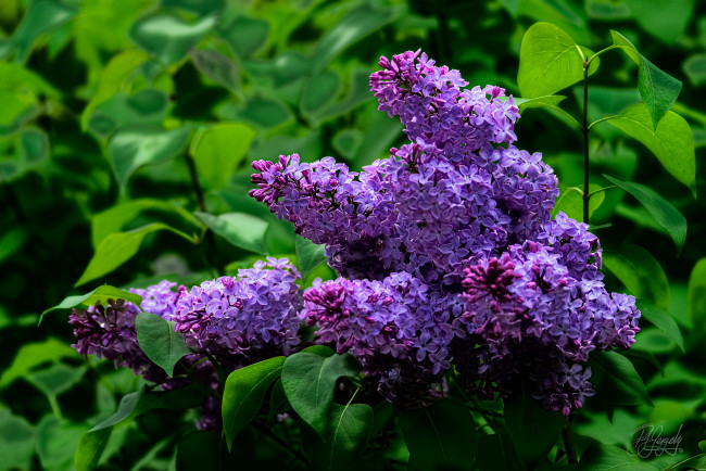 Обои картинки фото цветы, сирень, лепестки, цветение, сиреневые