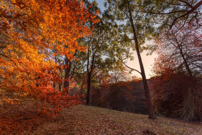 Обои картинки фото природа, пейзажи, осень