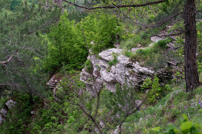 Обои картинки фото природа, пейзажи, трава, деревья, камни