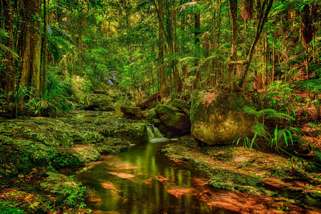 Обои картинки фото природа, реки, озера, река, лес