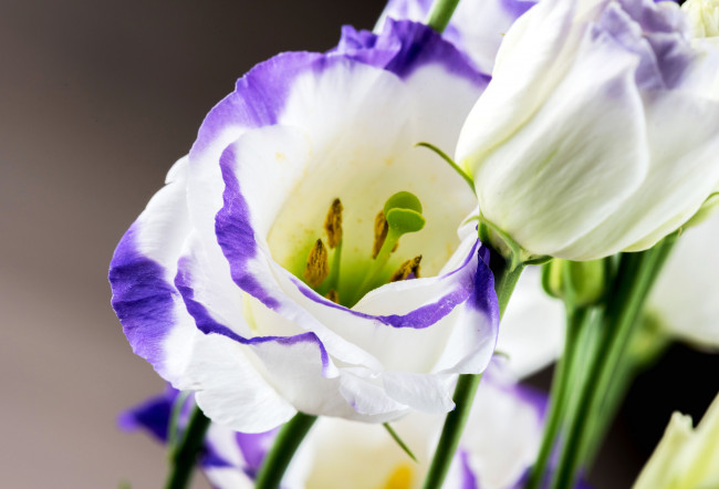 Обои картинки фото цветы, эустома, цветение, цвет