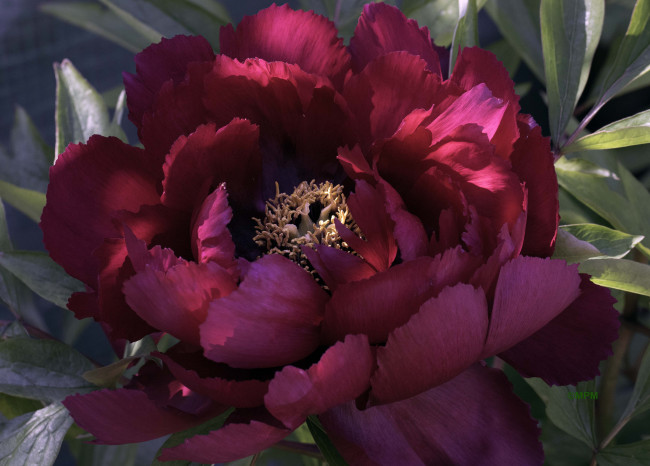 Обои картинки фото цветы, пионы, пион, бутон, лепестки, листья, цветение