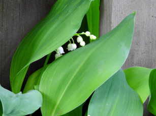 Картинка цветы ландыши белый