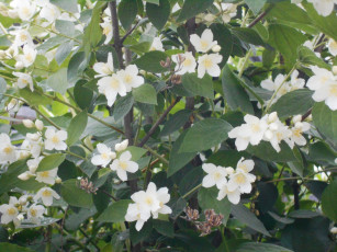 Картинка цветы жасмин