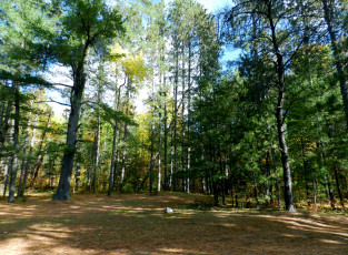 Картинка природа лес сосны