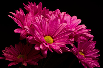 Картинка цветы хризантемы фон природа