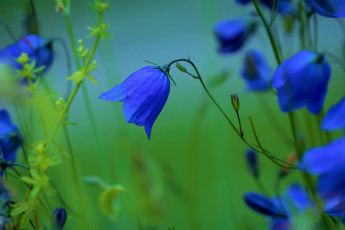 Картинка цветы колокольчики синий