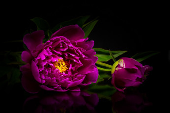 Картинка цветы пионы бутоны