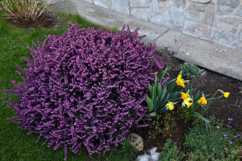 Картинка цветы разные+вместе лиловый желтый