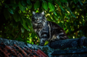 Картинка кошка животные коты