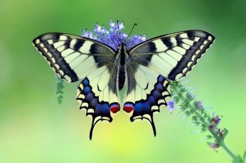 Картинка животные бабочки +мотыльки +моли бабочка