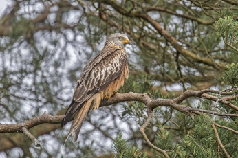Картинка животные птицы+-+хищники ястреб птица хищник дерево