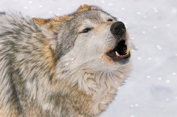 Картинка животные волки +койоты +шакалы волк