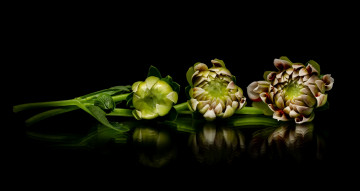 Картинка цветы георгины отражение бутоны георгин