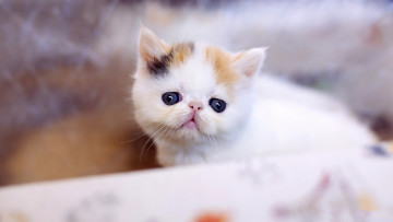 Картинка кошка животные коты