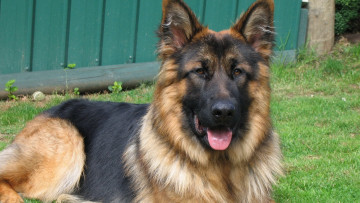 Картинка собака животные собаки