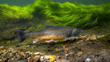 Картинка животные рыбы река рыба