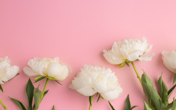 Картинка цветы пионы peonies beautiful белые white flowers