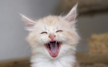 Картинка кошка животные коты