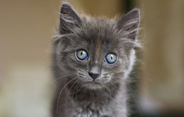 Картинка кошка животные коты