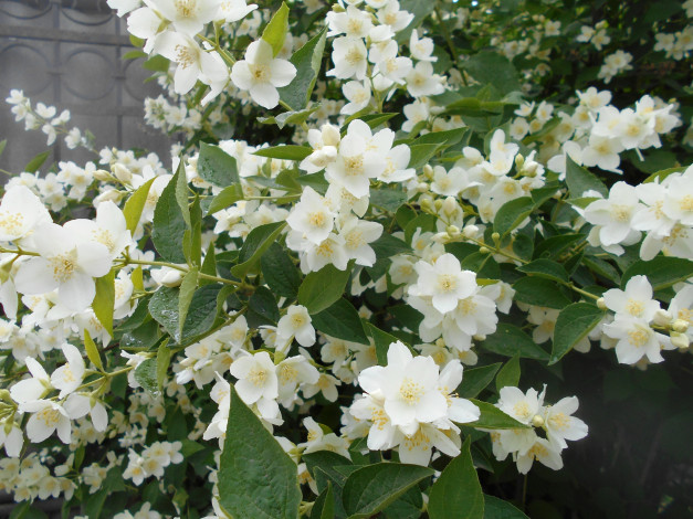 Обои картинки фото цветы, жасмин