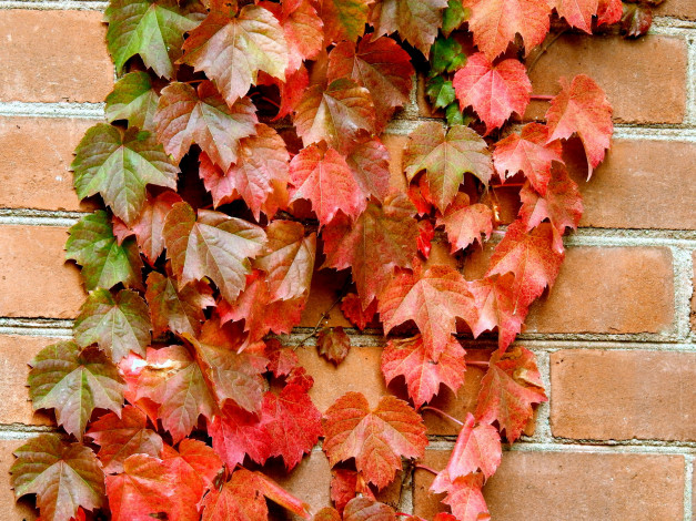 Обои картинки фото природа, листья, осень