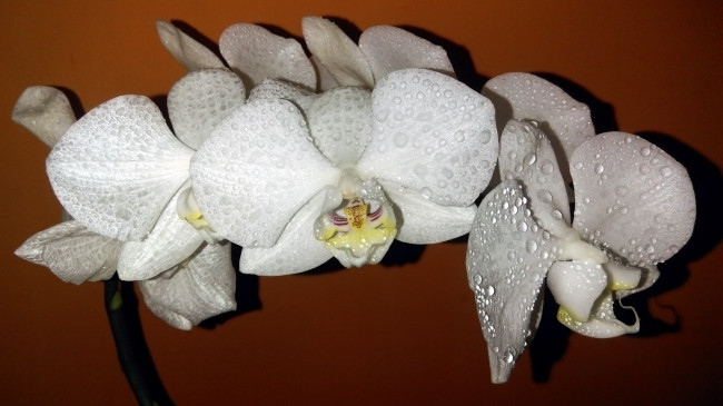 Обои картинки фото цветы, орхидеи, экзотика