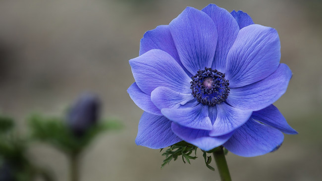 Обои картинки фото цветы, анемоны,  сон-трава, синий