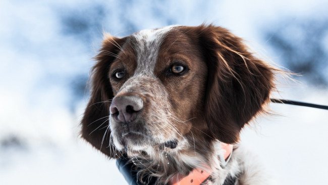 Обои картинки фото собака, животные, собаки