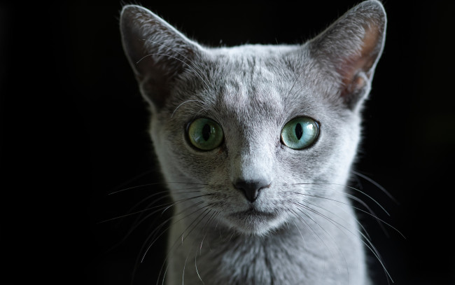 Обои картинки фото кошка, животные, коты