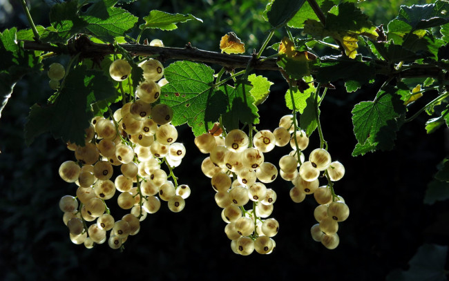 Обои картинки фото природа, Ягоды, смородина