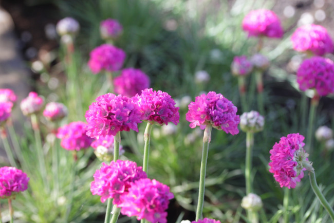 Обои картинки фото цветы, армерия, розовая