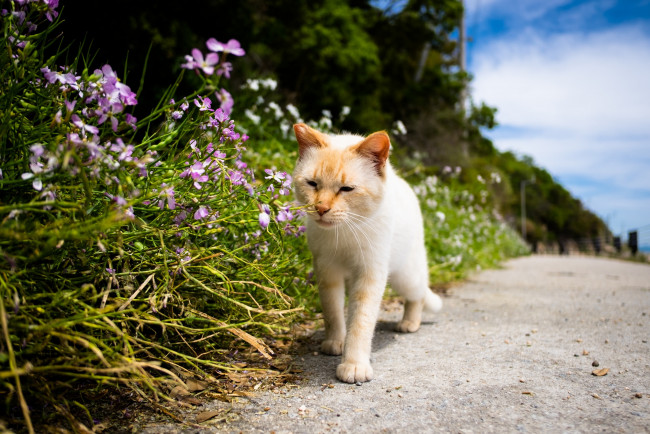 Обои картинки фото кошка, животные, коты