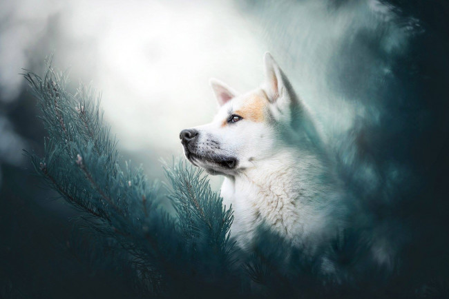 Обои картинки фото собака, животные, собаки